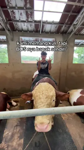 🤙🤪#fypp #peternakmuda #peternaksapi #djfarm_mandiri 