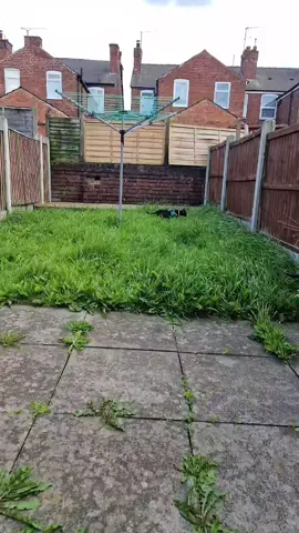 Dave was Jetting off..... unsuccessfully 😅😅 Yes I know the grass is long.... We had just moved in from a flat and had not brought a mower yet! 🙄 #jet2holidays #fyp #catbehaviour #cataoftiktok #blackcat #foryoupage❤️❤️ #viralvideos 