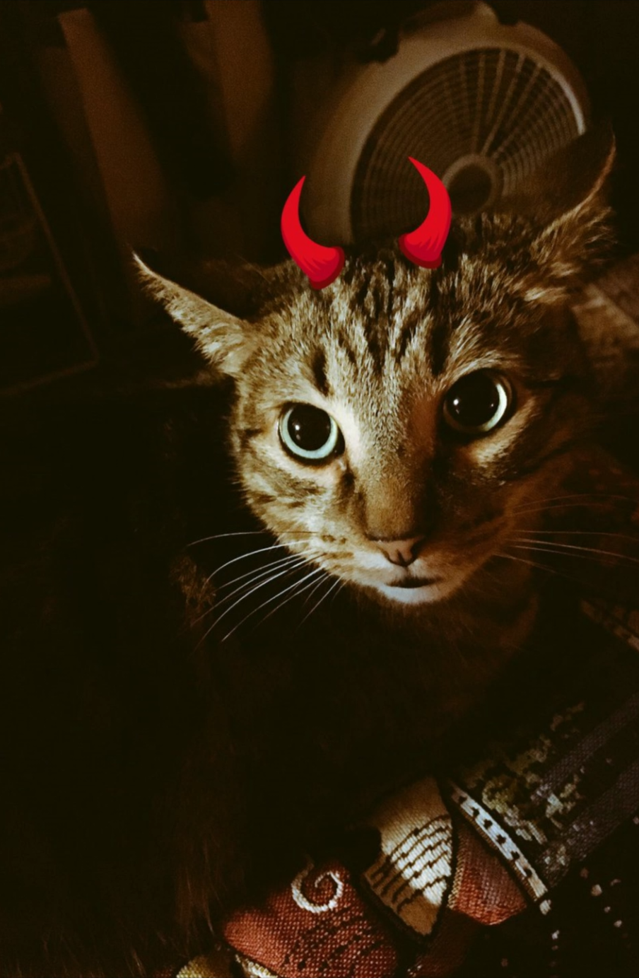 Jesus and the opp #catsoftiktok #catholic #christianmemes #cats 