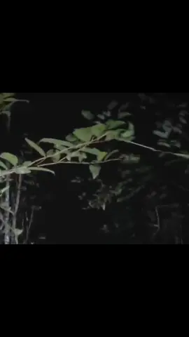 Asli nyata bgt njir 😫 #penampakan #seram #viral #fyp 