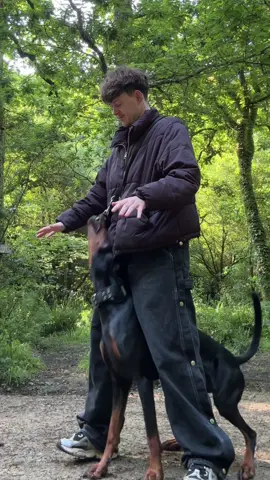 Aujourd’hui, je vous montre comment apprendre l’ordre « Protège » à votre chien. C’est une accumulation de deux ordres simples, dont « Aboie ». J’ai déjà fait un tuto pour celui-là, vous pouvez vous y référer avant de commencer 😊 #educationcanin #chien #doberman #educationchien 