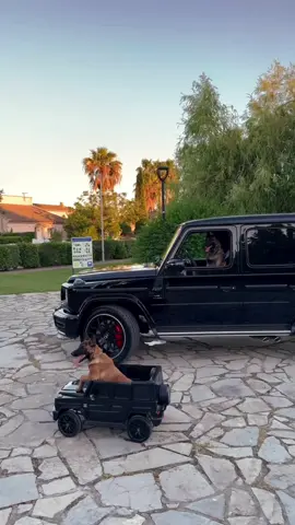 Dogs X G63 AMG Votre chien grandit trop vite ? Pas de souci, chez NM MOTORS on a aussi la grande version 😉 #gklasse #g63 #dog #dogsoftiktok 