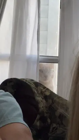 Ningún michi fue discriminado en este video, a él no le gusta socializar y prefirió estar afuera🤭🤭 #gatodramatico #paratiiiiiiiiiiiiiiiiiiiiiiiiiiiiiii #greenscreen 