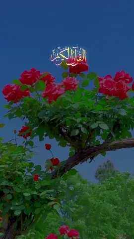 #quran #foryoupage #trendingvideo #viral #tik_tok #capcut 