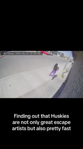 The fact that I had to run on hot concrete barefoot chasing after a puppy early in the morning. Puppy life is not for the weak! #pomsky #husky #huskylife #puppy #puppytiktok #puppylife #puppytok 