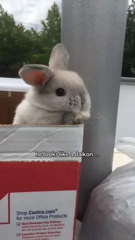 my dad says taro shouldve been named oreo