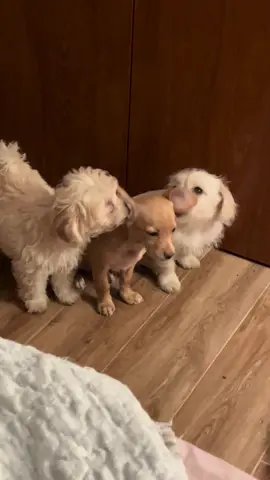 Amor de hermanas 🌸 #viral #happydog#cachorros #puppy #dogsoftiktok 