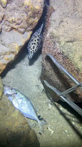 #fishing #beach #diving #ocean 