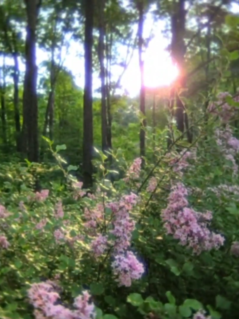 morning flowers #digitalcamera #flowers #sunrise #forest #exploring #nature #lowquality #aesthetic #whimsytwee 