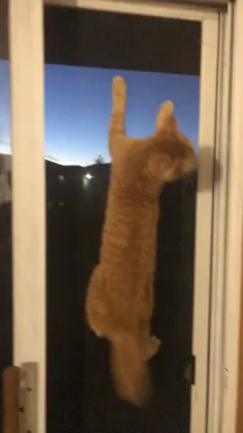 Rosco #spidercat 