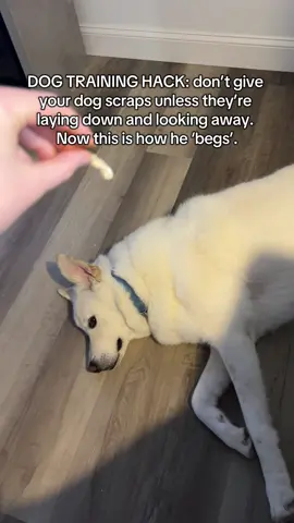 This puppy training hack will help to keep your dog from being in your face when you’re eating. This is especially important when you have a big dog!  p.s.  the better tip is to do no people food but. unfortunately I love giving my boy a lil tastey taste 😭 #puppytrainingtips #dogtrainingtips #communityfest2025 