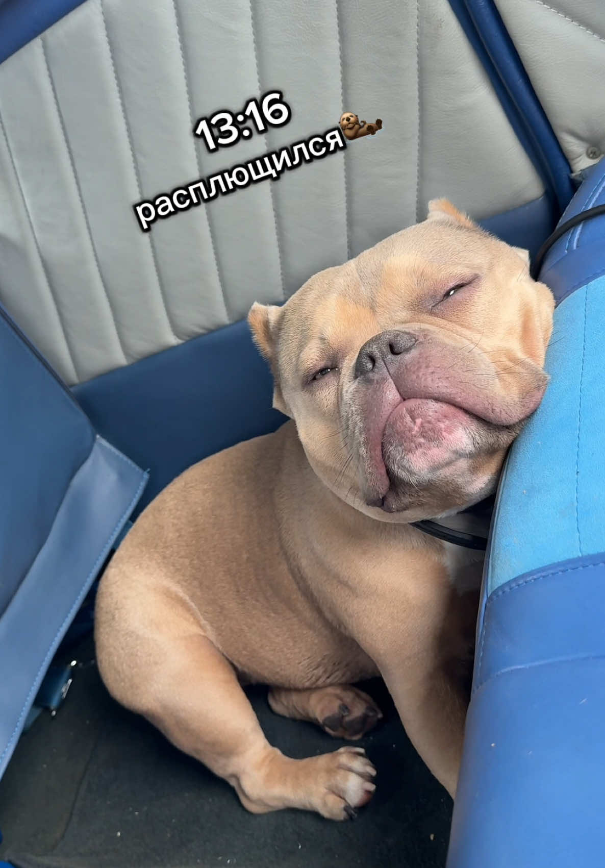 #американскийбулли #булли #americanbully #bully #bullydog #americanbullyofficial #americanbullylover #americanbullypocket #funnydogvideos #funnydog 