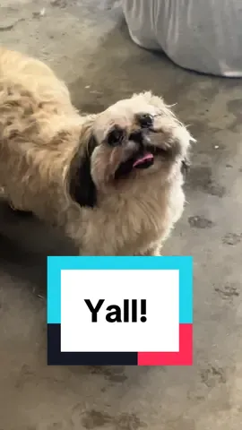 When your daughter thinks she can be a #groomer #doggroomer @CB She just came in my room and said, “It’s really not that bad”! 🤣🤣🤣🤣 