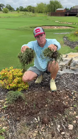 Replying to @Ry sprigging - like a lot of things with Bermuda grass… you gotta trust the process #LawnRenovation