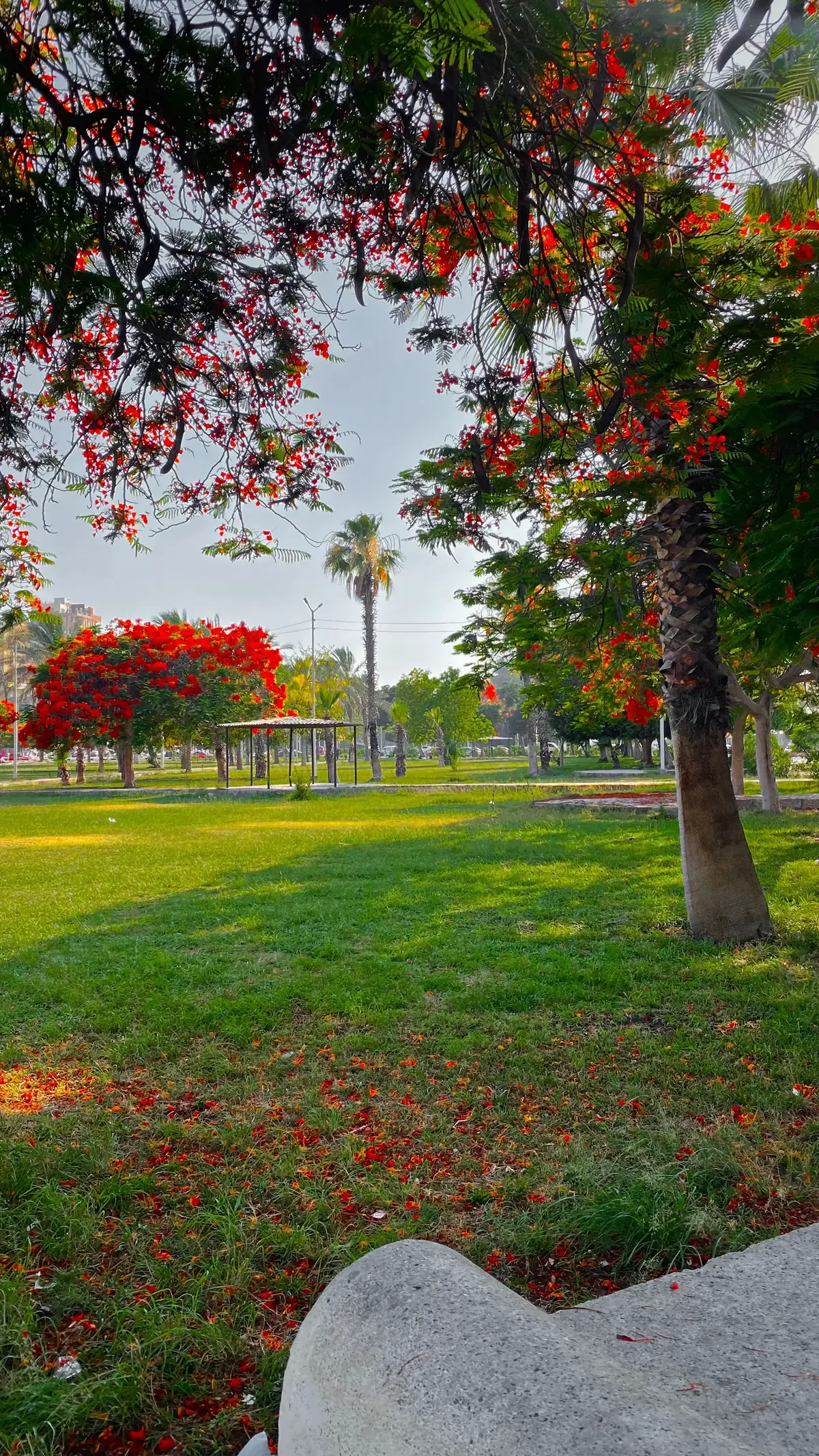#لاسماعليه #تصويري #ججبرات📮 #مجرد________ذووووووق🎶🎵💞 #تصويري_احترافي_الاجواء👌🏻🕊😴 