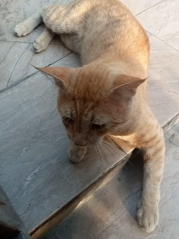 #simba #catlovers #catfood #straycat #foryou #fyp 
