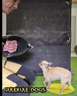 Chihuahua Training. #consistency #trainyourdog #chihuahuanation #chihuahuanorge #chihuahualovers #chihuahua 