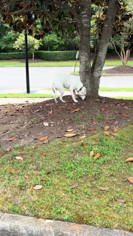 Did he look back at me? #fy #fypage #fypシ゚viral #fup #viral #viralshorts #foryou #viraltiktok #highlight 