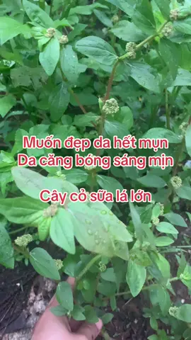 Công dụng của cây cỏ sữa #caythuocquanhta #baithuocdangian #caycosua #depda #mun #trangda 