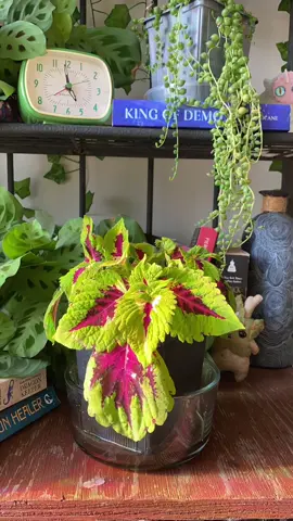 Replying to @ThickBoi slow sunday slurps 🪴 #plantok #houseplants #succulents #plants 