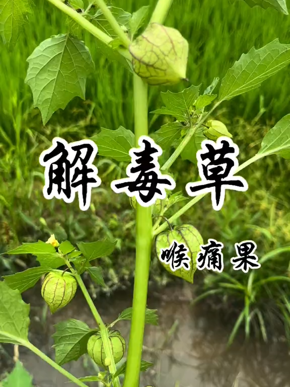 解毒草 果实像小灯笼所以也叫灯笼草它的果实酸甜可口小时候难得的零食_植物科普_中草药知识 _中医_野菜_中医传承 #解毒 #中药材 #植物科普 #你的家乡有这种植物吗 #tiktok #foryou #中药科普 #上推薦 #草本植物 #藥材 #草藥 #中藥材 #识百草 #中草药 #野菜 #花卉