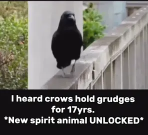 #Meme #MemeCut #spiritanimal #blackcrow