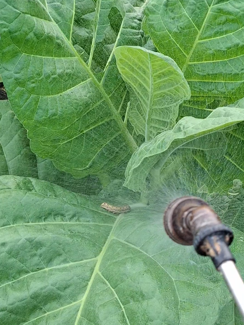 BASMI ULAT TEMBAKAU Untuk mengendalikan ulat pada tembakau, petani dapat menggunakan metode pengendalian hama terpadu, seperti: 1. *Penggunaan insektisida*: Penggunaan insektisida dapat membantu mengendalikan populasi ulat. 2. *Penggunaan predator alami*: Penggunaan predator alami, seperti burung atau serangga predator, dapat membantu mengendalikan populasi ulat. 3. *Pengelolaan tanaman*: Pengelolaan tanaman yang baik, seperti memotong daun yang terserang dan membersihkan lahan, dapat membantu mengurangi populasi ulat. Dengan mengendalikan ulat pada tembakau, petani dapat meningkatkan kualitas dan kuantitas hasil panen tembakau. #kisahpetani #petaniindonesia🇮🇩🇮🇩🇮🇩🌿🌿 #petanitembakau #fypage 