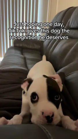 Maybe I’m wrong? 😔 #cute #puppy #dog #sad #boxerpuppy #boxerdog #fyp #fypシ 