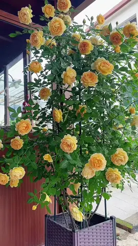 Hoa hồng leo Golden Celebration🌸🌸 Trồng ở nơi có nắng sáng hoặc ánh sáng tán xạ nhé. Hoa leo nhanh, nhánh rất khoẻ và ra hoa quanh năm. Những bông hoa vàng óng và to chắc rất thích mắt luôn🥰🥰 Ngoài ra hoa còn mang hương thơm đặc biệt được miêu tả như hương trà cổ điển, kết hợp với hương vị của rượu vang Sauternes và dâu tây🌸🌸 #flowers #hoadep  #hoahong #hoahongleo #hoahồngleogoldencelebration 