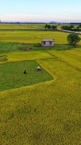 Nhớ ngày xưa đi chăn trâu quá biết bao nhiêu kỉ niệm..bạn còn nhớ chứ..#DũngHồnQuê #trending #Quêhương #xuhuong #theanh28 #hàtinh #chill 