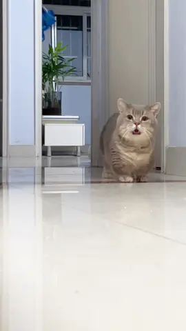 #funnyvideos😂 #funny #cat #cats #cutecat 