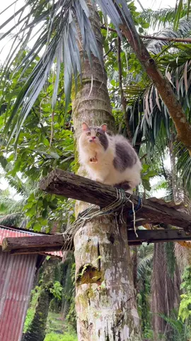 Nangkring di pohon berjam2 ga mau turun, eh giliran di idupin suara kucing auto langsung gerak dong 😭 tau gitu mah dari tadi aja ini suara kucing berantem dinyalain, biar ga kelamaan nungguin di bawah pohon kaya orang bego 😭 . . #kucinglucu #catsvideo #catsoftiktok #kucing #anabul #anabulkesayangan #kucinggembul #PetsOfTikTok #kucingtiktok #kucinggemoy   
