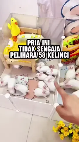 Kelinci Yang Tidak Pernah Berhenti Beranak#fyp 