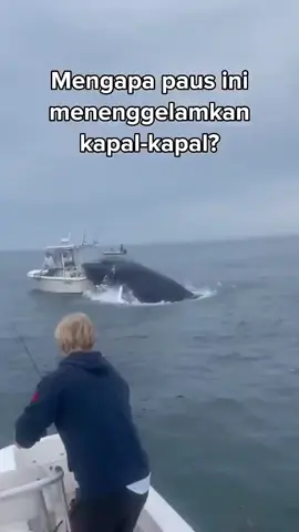 Mengapa Paus Ini menenggelamkan Kapal Kapal#fyp 