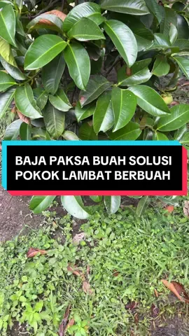 #baja #kebun #berandatiktok 