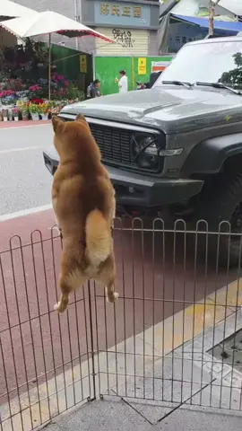 😂😂😂#petcute #khoanhkhacdangyeu #dethuong #chó 