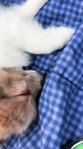 Nos volvió sus sirvientes 😭#puppytiktok #puppytok #fypシ 