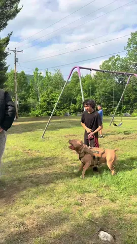 “Trained to Protect: Young Pitbull Steps Up to Guard His Boy at the Park 💪🐾” class in session 🫡✔️❤️ #fyp #foryou #dogsoftiktok 