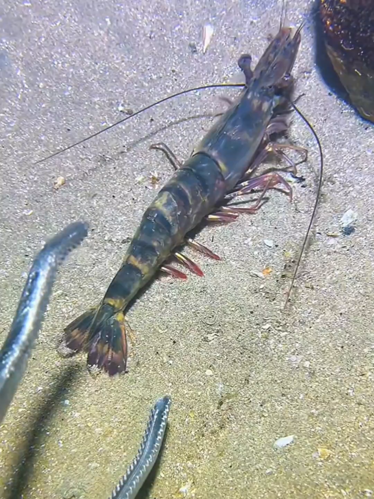 #diving #crab #catchthesea #seaside #seafood #fish #eel #lobster #seangsolofishing