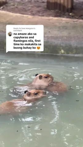 Replying to @love.margoxx  Other than Capybaras and flamingos, APA Wildlife Rescue and Conservation Park many other animal species are protected and rescued such as tigers, monkeys, cassowaries, and much more! Follow us here us on our socials for more 💚 #apawildliferescueandconservationpark #WildlifeRescuePH