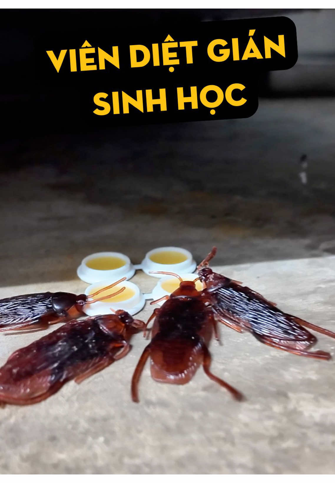 Viên diệt gián sinh học AMB #thaitronghiep #hieptrainghiem #viendietgian 