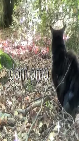 #catcore #swag #real #thoughts #relatable #cats 