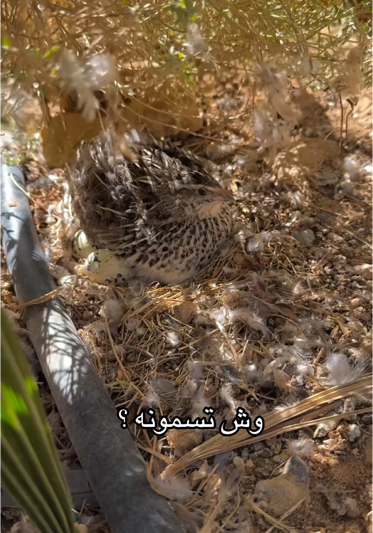 من طيور المحميه حياكم الاصفر بالبايو لمتابعة اليوميات ❣️ . . . . .  #اكسبلورexplore  #الجوف_سكاكا #ابوعجرم #طبرجل #القريات_تبوك #محميات_طبيعية #ابو_هادي_الشراري #ابوهادي #محميات_منزلية #يوميات_ابوهادي #محميات_طيور #محب_الطبيعه #قمري  #تبوك #دجاج #محميه #حمام #زيبرا #جلسات #الشعب_الصيني_ماله_حل #نادر_الشراري #حجر #يوميات #محتوا #ترند #تصاميم #مصمم #الشرقيه #الرياض #قمري #نزل 