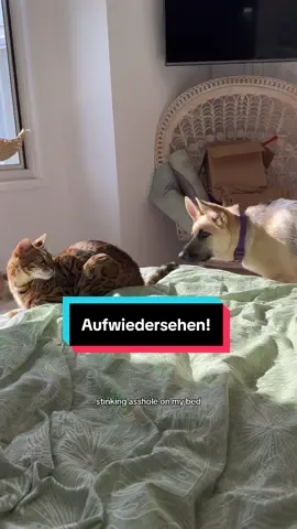 German engineering, they said. Precision and power, they said… bred to protect and defend. So brave and strong. wtf happened to this bloodline?  #germanshepherd #skeeterthebengal #bengalcat #bengalcats #dayinthelife #funnyvoiceover #fyp #swearycat 