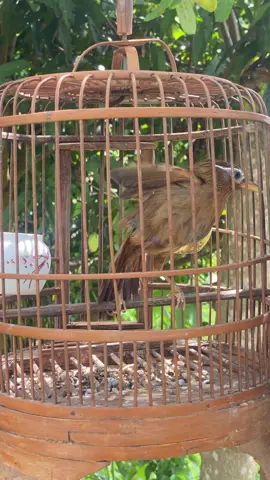 Đấu xoè.