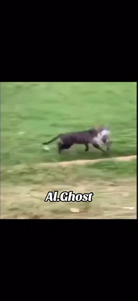 atë derën e zezë …. #viraltqr #ujkushijakutmeme #memeshqip #alghost #viralvideos #ujkushijakut 