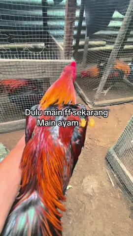 Salam boyah