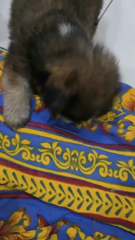 baby cin cin 🤏
