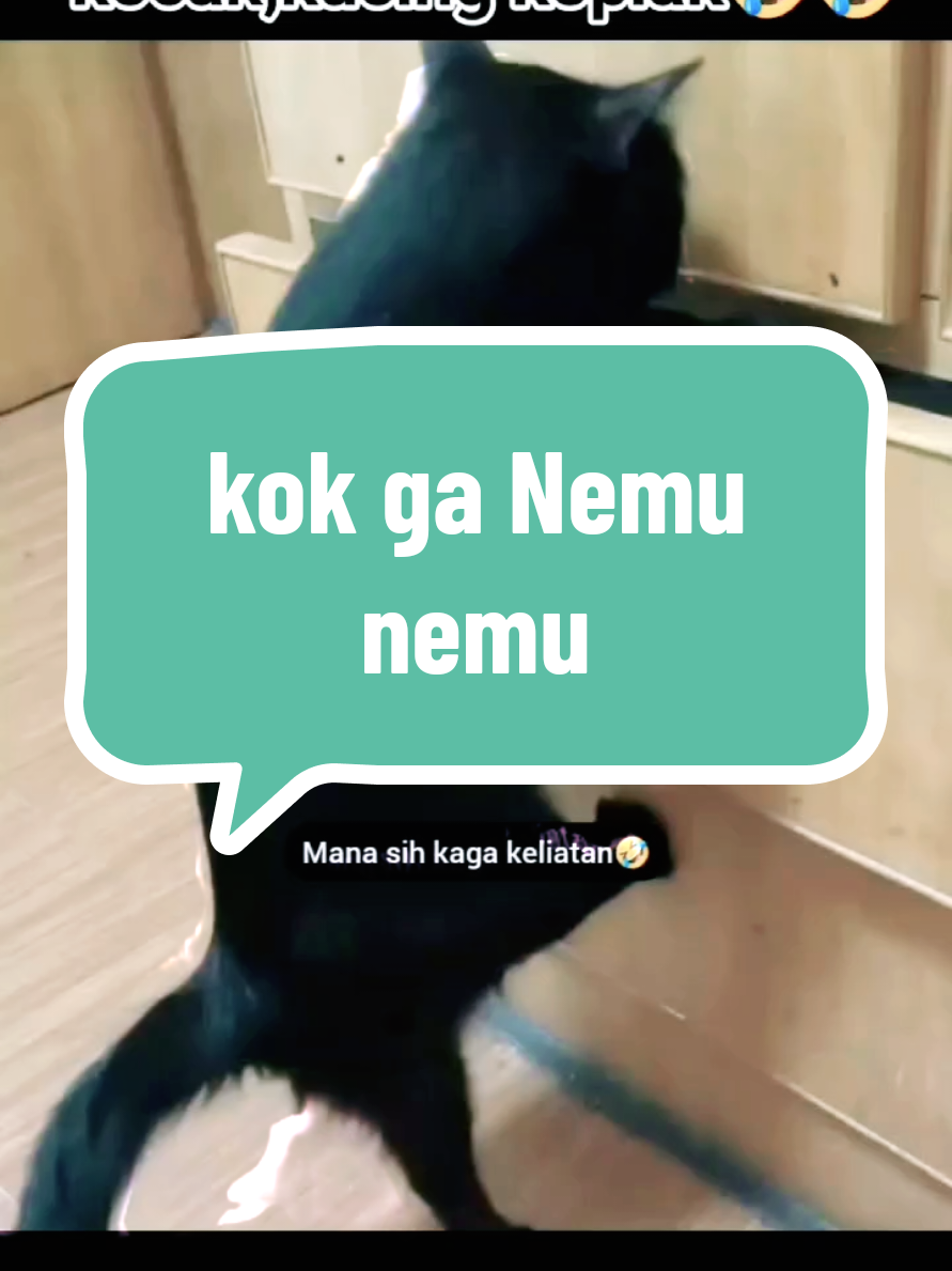 kok ga Nemu nemu #tingkahlucukucing #komedikucing #kelakuankucinglucu #videolucukucing 