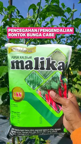 Pupuk kalsium Malika untuk pencegahan kerontokan bunga pada tanaman cabe. dosis aplikasi semprot 2-3 sendok makan pertangki. #cabe #petani #pertanian #petanimuda #petanimilenial #petaniindonesia🇮🇩🇮🇩🇮🇩🌿🌿 